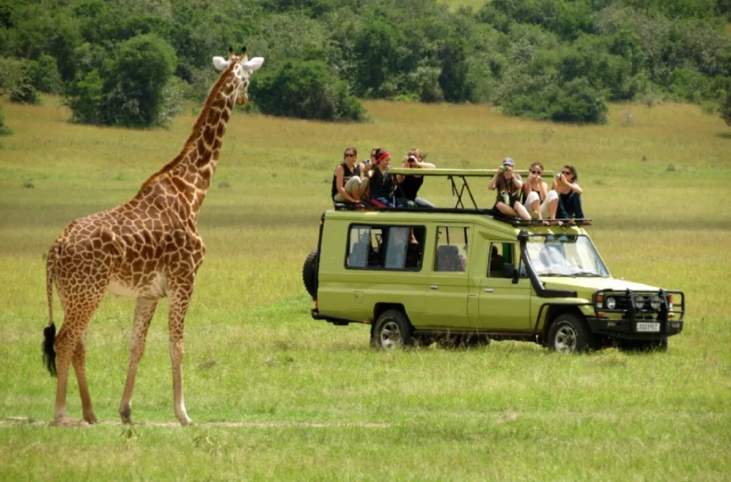 Planning Your Safari in Uganda 2026